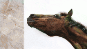 cavallo